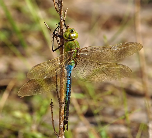 Male
8 Oct 2005  Glynn